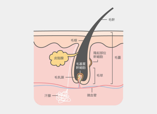 日式脫毛、家用脫毛儀及激光脫毛的功效價(jià)格大評(píng)比