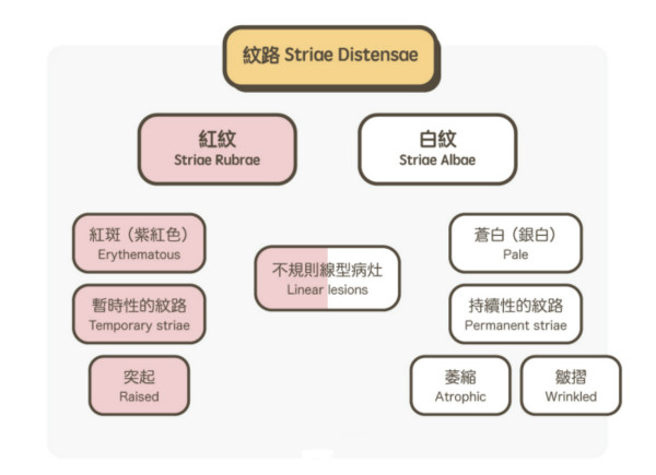 一文秒懂！妊娠紋肥胖紋保養(yǎng)、治療及預(yù)防全攻略