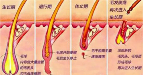 毛發(fā)生長(zhǎng)規(guī)律