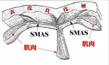 什么是SMAS筋膜層？美容儀器廠家告訴你